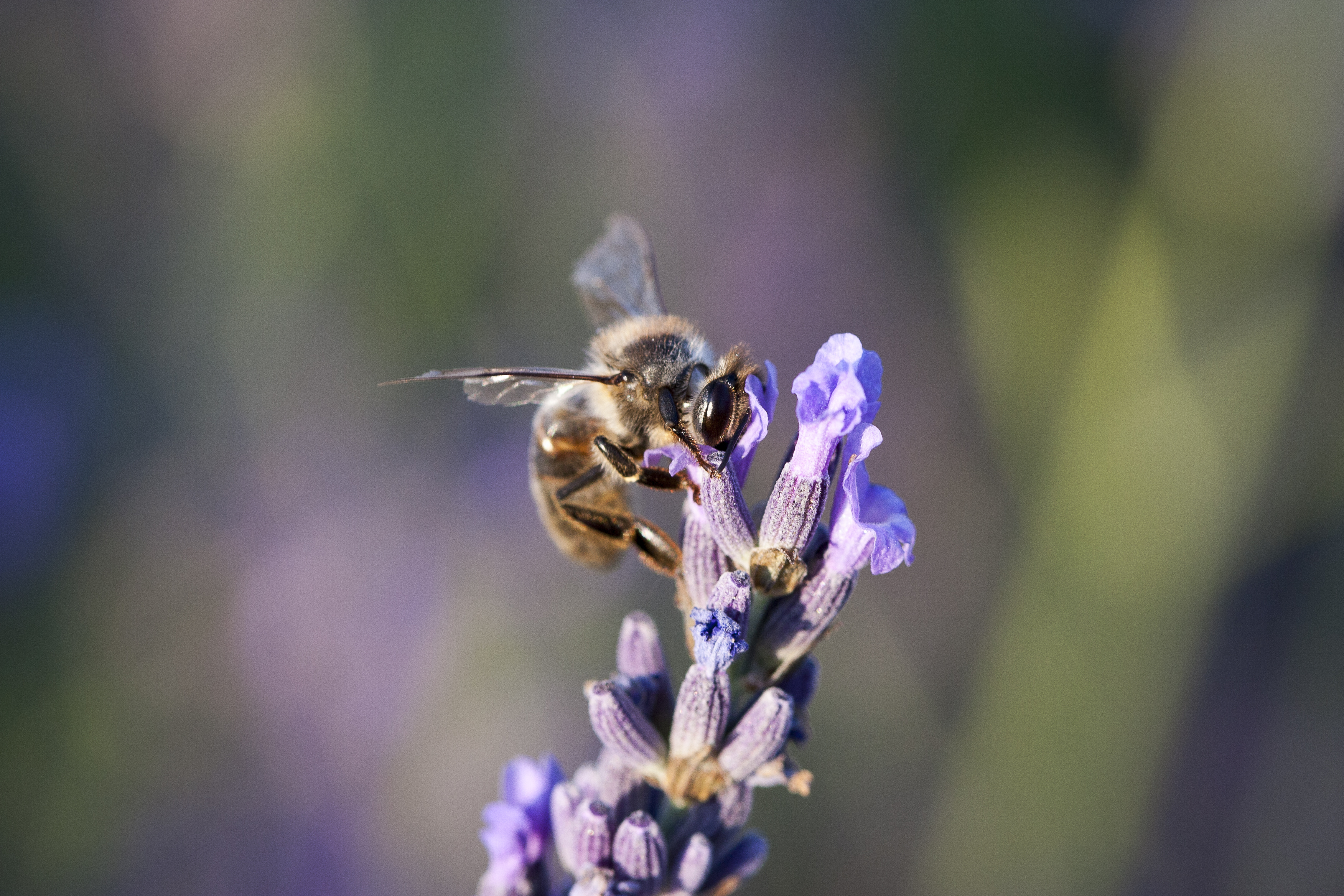 Abeille butinant une lavande