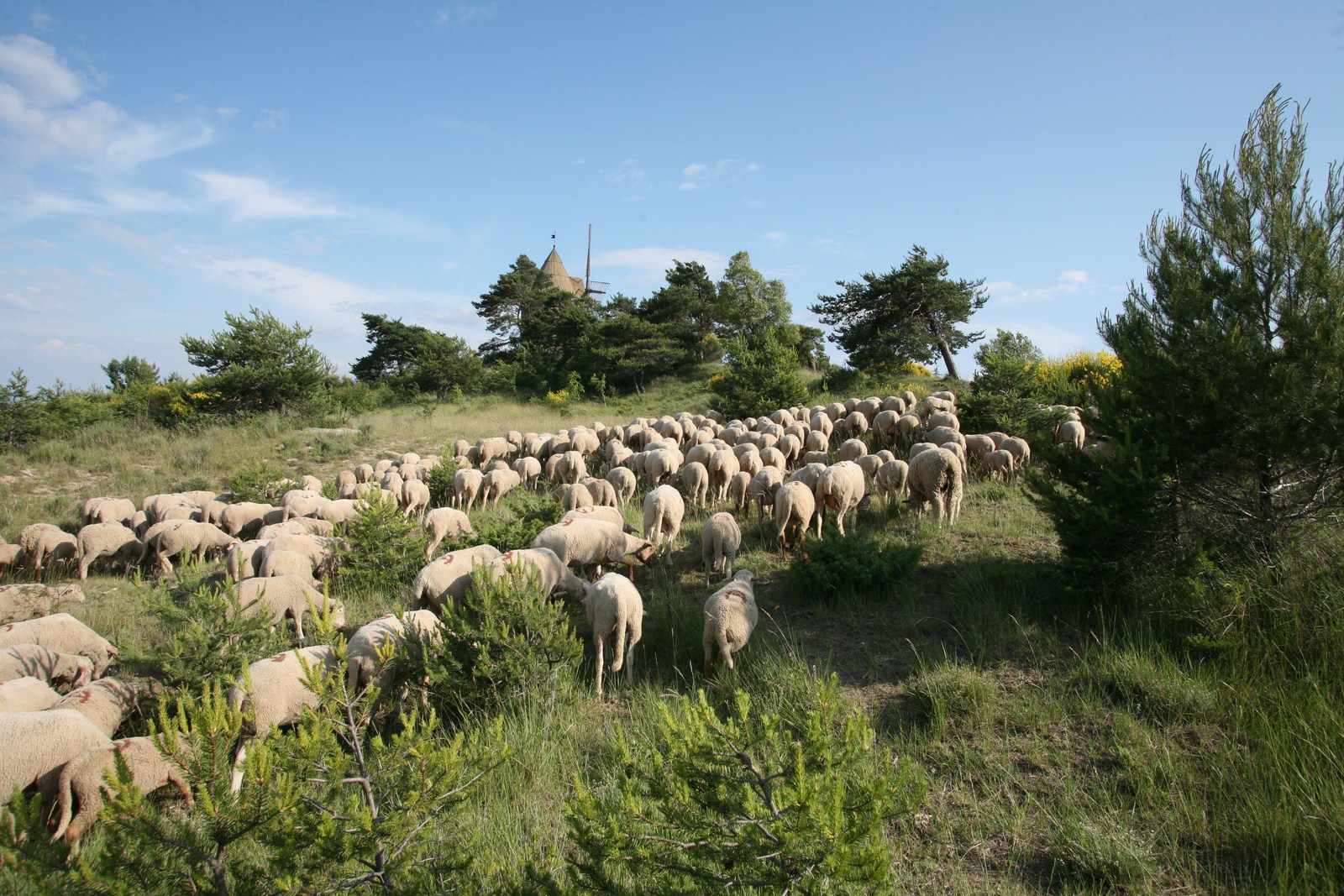 gerard_guillot_troupeau_mouton_c_herve_vincent Troupeau de moutons à Montfuron (Hervé Vincent)