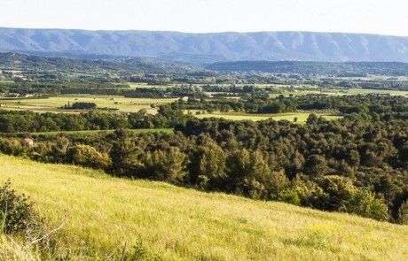 Forêt de Monts-de-Vaucluse et vallée du Calavon