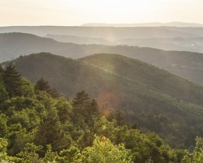 Forêt de Pélissier © David Tatin