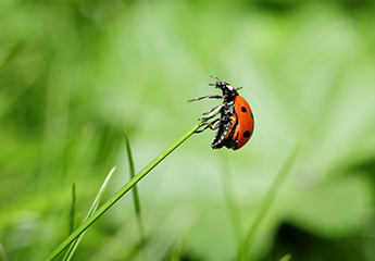 Coccinelle sur brin d'herbe