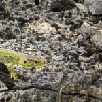 Milieux naturels et biodiversité