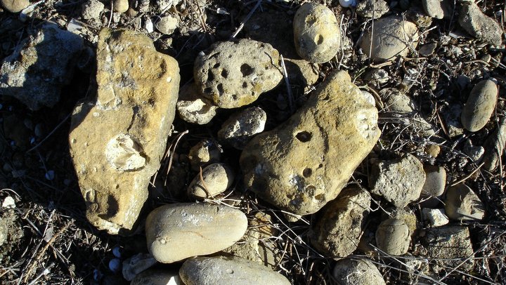 Galets perforés par des pholades (photo PNRL - Stéphane Legal)
