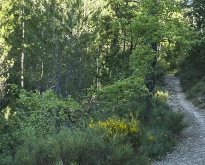 Forêt de Pélissier à Manosque © David Tatin