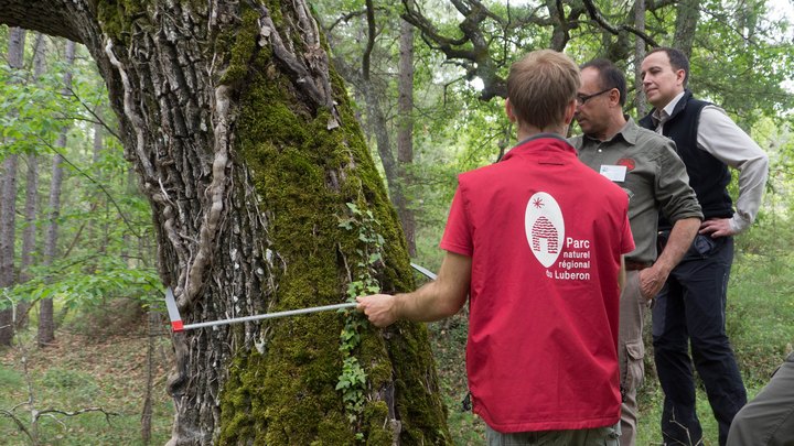 Mesure du diamètre d'un arbre avec un compas © PNRL-Aline Salvaudon