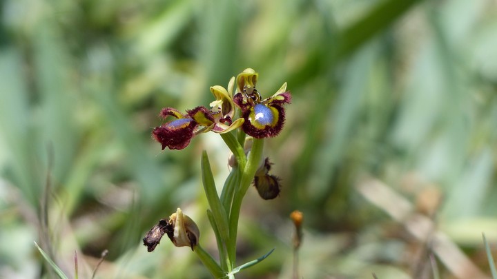 Ophrys miroir (Ophrys speculum) à Lagnes Ophrys miroir (Ophrys speculum) à Lagnes © PNRL-Laurent Michel