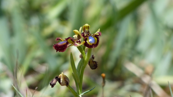 Ophrys miroir (Ophrys speculum) à Lagnes © PNRL-Laurent Michel