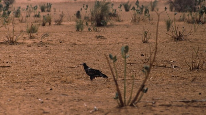 Vautour percnoptère en Afrique © PNRL - Max Gallardo