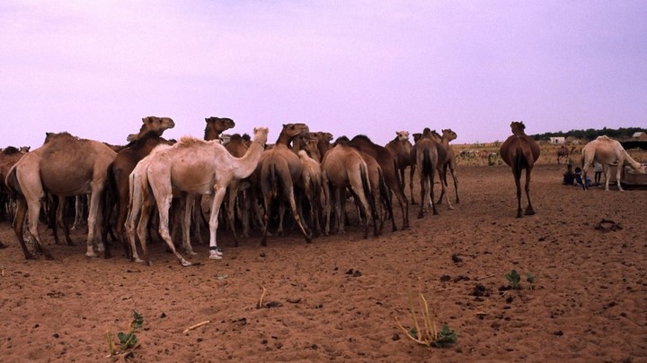 Dromadaires dans le Sahara © PNRL - Max Gallardo