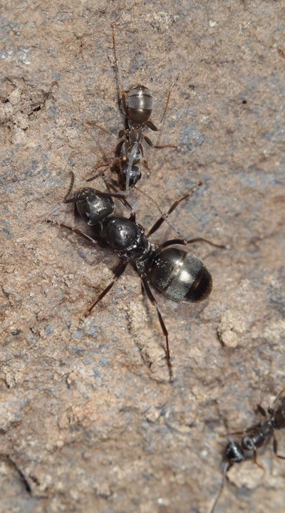 Fourmi Formica fusca © David Ignace