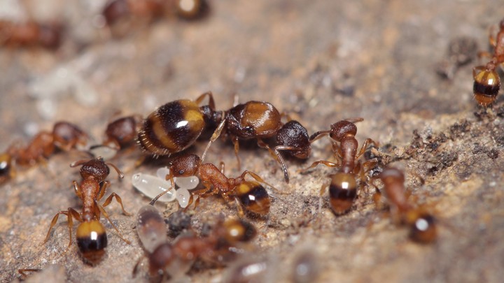 Fourmi Temnothorax unifasciatus Fourmi Temnothorax unifasciatus © David Ignace