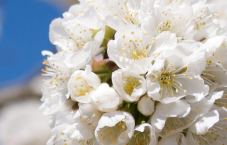 Cerisiers en fleurs © PNRL - Matthieu Camps