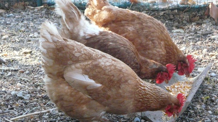 poules1© Ecole Ansouis