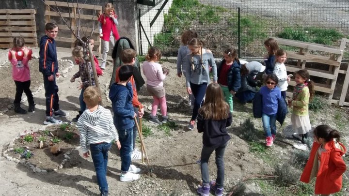 Les élèves en pleine action Les élèves lors de la plantation de l'olivier