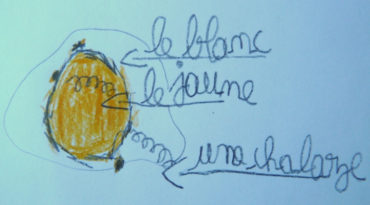dessin oeuf© Ecole Ansouis