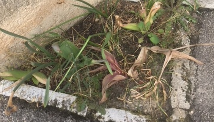 herbes© ecole Empereur