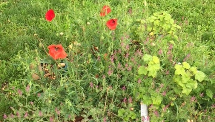 les jolies fleurs3© Ecole Empereur