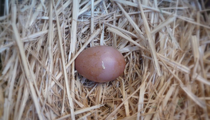 oeuf© Ecole Ansouis