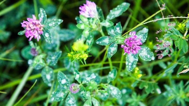 Fleurs des champs à Lauris © David Tatin