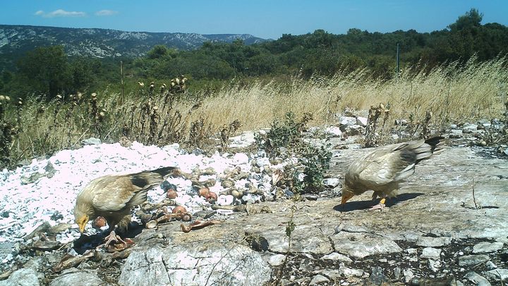 Vautours percnoptère se nourrissant sur une placette d’alimentation Vautours percnoptère se nourrissant sur une placette d'alimentation (photo PNRL)