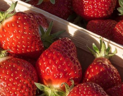 Le guide des producteurs en vente directe