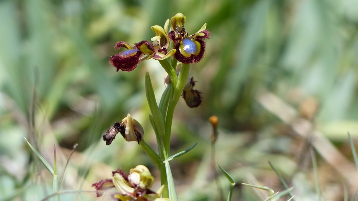 Ophrys miroir Ophrys miroir (photo PNRL-Laurent Michel)