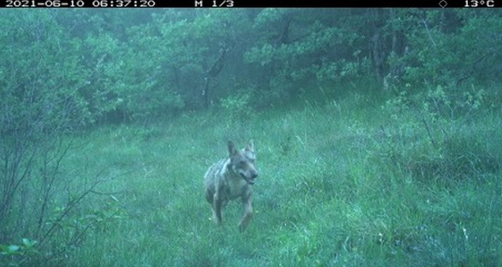 Loup gris pris au piège photographique dans le Luberon