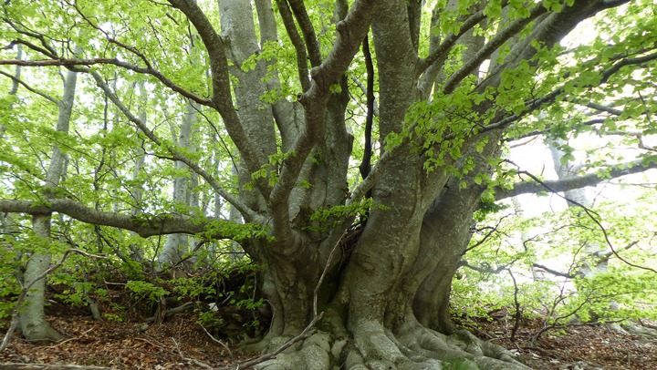 Un arbre remarquable dans les forêts de Lure Un arbre remarquable dans les forêts de Lure (photo PNRL-Laurent Michel)