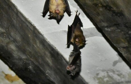 Le Parc du Luberon protège les chauves-souris