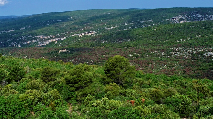 Un exemple de stress hydrique sur les arbres (photo PNRL-Lilian Car)