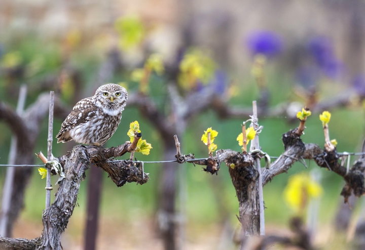 Chouette chevêche (photo Martin Steenhaut martinsnature.com)