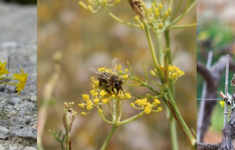 Les ABC du Parc naturel régional du Luberon