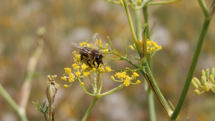 Abeille butinant du fenouil (photo PNRL-Solgne Louis)