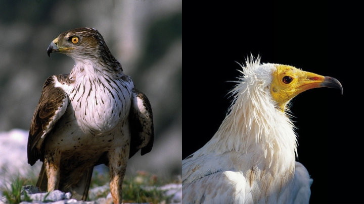 Aigle de Bonelli et Vautour percnoptère, 2 espèces à ne pas déranger dans les gorges de Régalon Aigle de Bonelli et Vautour percnoptère (photos PNRL-Max Gallardo)