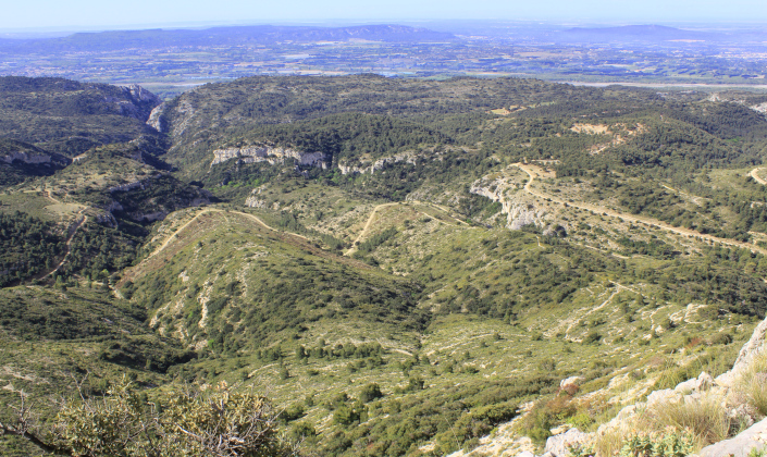 Crau des Mayorques
