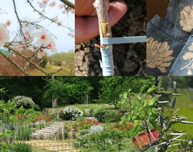 Initiation : arboriculture, oléiculture, jardinage,