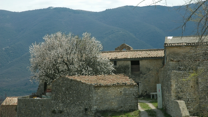 Amandier à Saint-Martin-de-Castillon (photo Laurence Chaber)