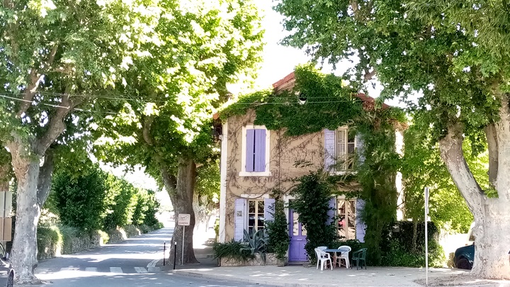 Platanes à Beaumont-de-Pertuis (photo PNRL-Françoise Boulet)