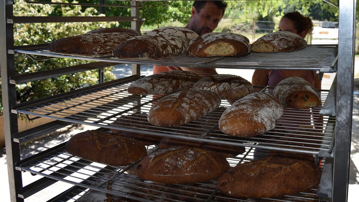 Pains "Blé paysan bio" cuits (photo Agribio 04)
