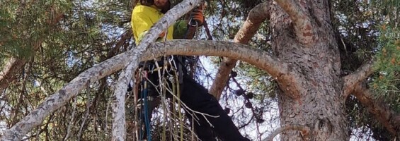 Sylvain Burel, entreprise Au coeur des arbres