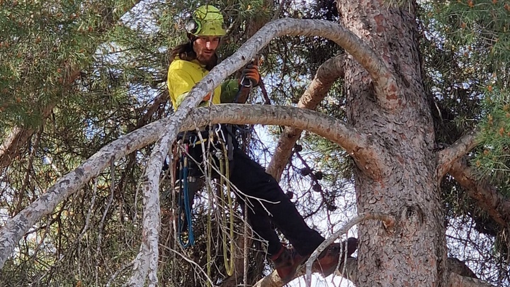Sylvain Burel, entreprise Au coeur des arbres