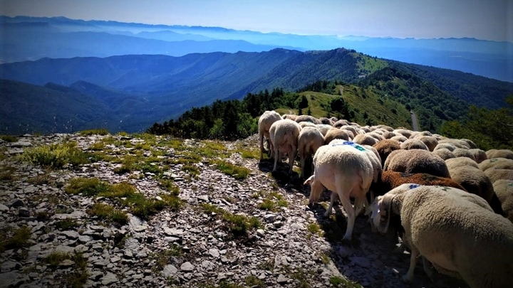 Troupeau sur les crêtes de Lure (photo GAEC de Lure)