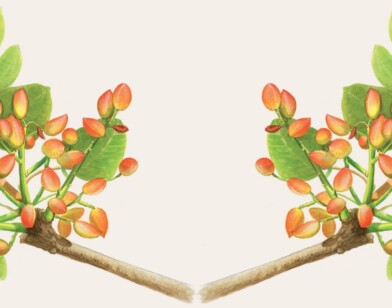 La Journée des fruits et saveurs d'autrefois