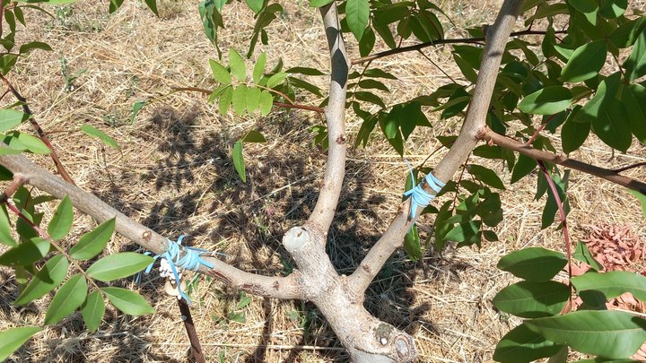 Greffage d'arbres fruitiers (photo PNRL)