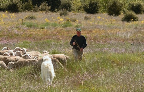 Le pastoralisme en Luberon