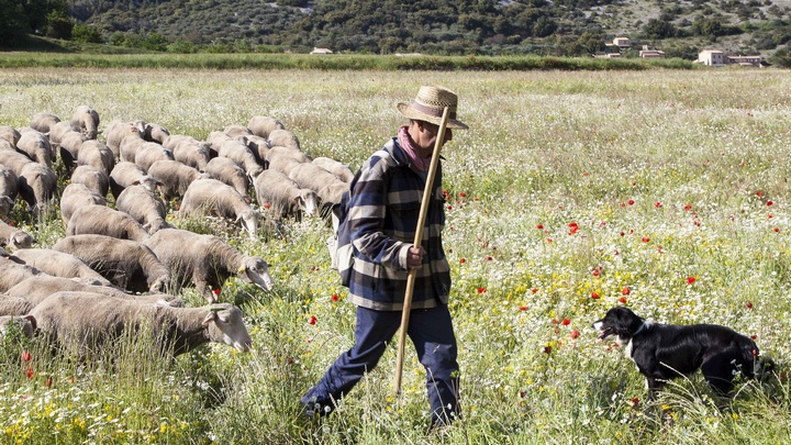 Troupeau dans le Luberon (photo David Tatin)