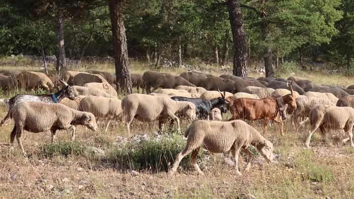 Troupeau à Saint-Saturnin-lès-Apt (photo PNRL-Solgne Louis)