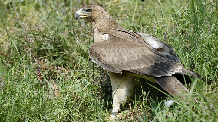Aigle de Bonelli (photo Sarah Goliard)