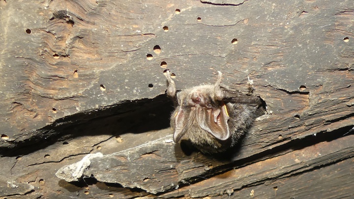 Barbastelle (photo PNRL-Laurent Michel)