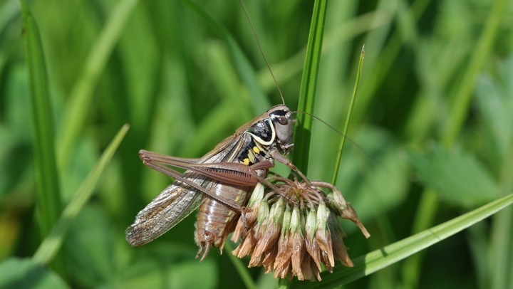 Decticelle des ruisseaux